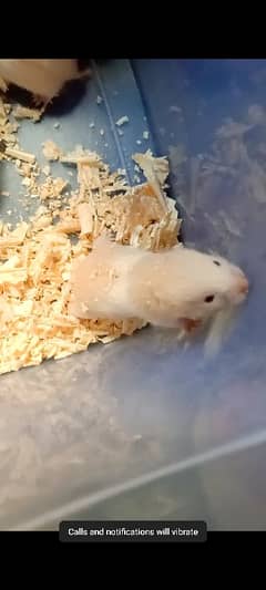 Hamster