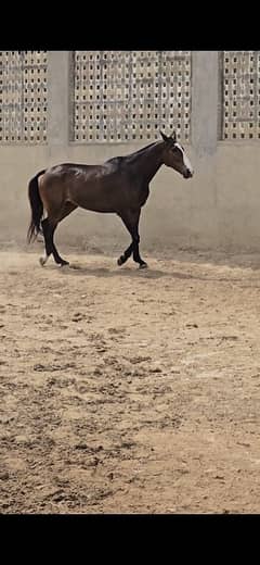 Female horse for sale