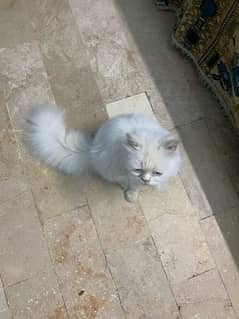 Punch face persian cat pure white