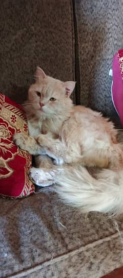 Persian Male Cat Breeder for Sale