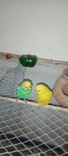 Budgies