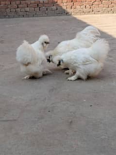 White silkie trio set 1 male 2 female fancy breeder