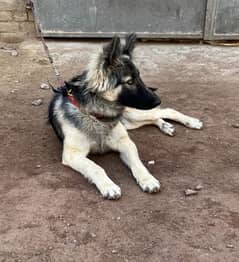 Beautiful German shepherd female for sale