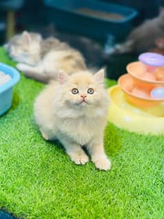 persian cats and kittens for sale wtsapp (0307/710/92/69)