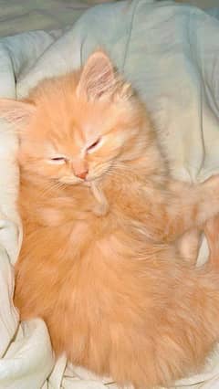 Persian kittens/ triple coated/ Vaccinated kittens available for sale