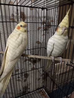 Cockatiel