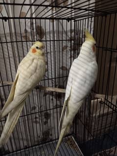 Cockatiel Birds pair