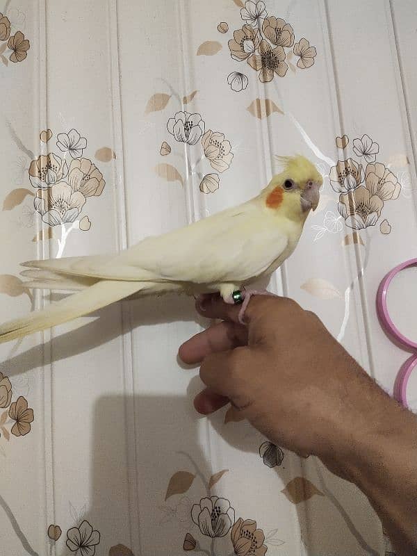 Cockatiel Birds pair 1