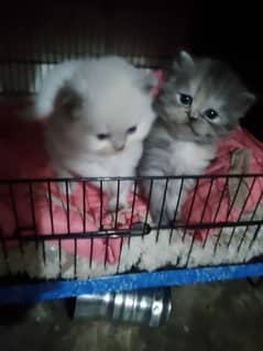 Rozi female  sharo male kitten pair available