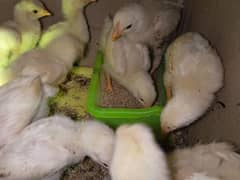 coloured shamo chicks for sale ( age 25 days )