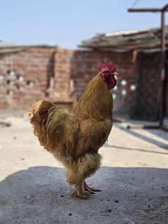 Golden Buff Breeder Rooster