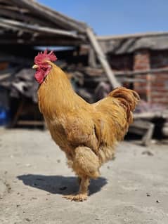 Golden Buff Breeder Rooster