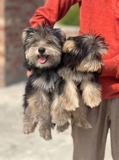 Yorkshire Terrier Puppies Available For Sale