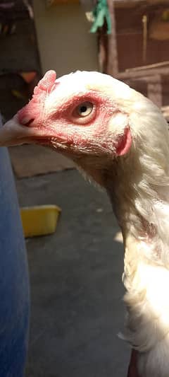 Aseel Heera cross hen healthy and active