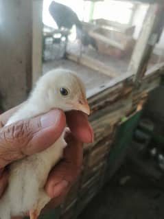 chicks for sale pure aseel