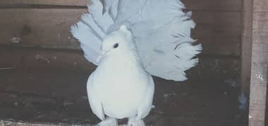 white fantail female laka Madi