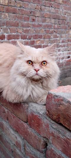 persian cat for sale urgent