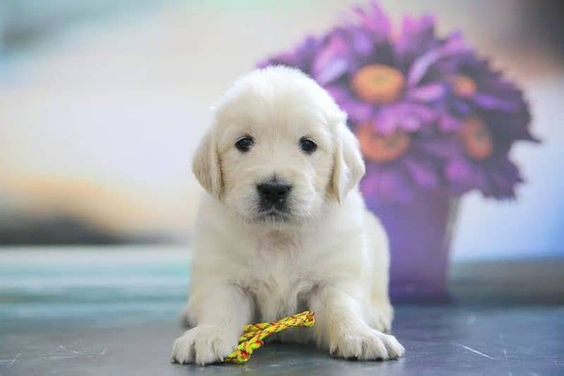 golden retriever 1