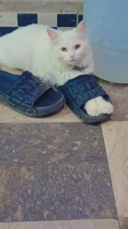 turkish angora cat 2