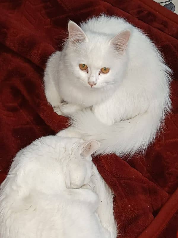 turkish angora cat 5