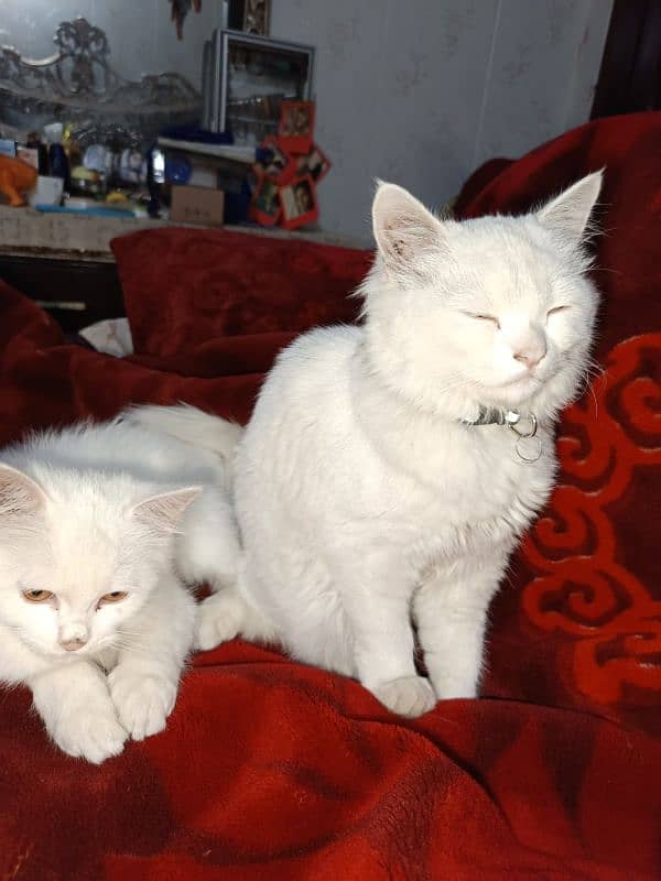 turkish angora cat 7