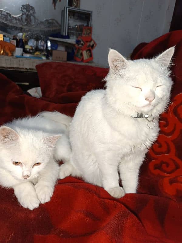 turkish angora cat 9