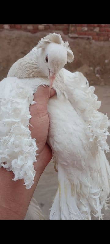 Frill  pigeons pair 0