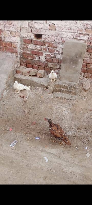 Frill  pigeons pair 1