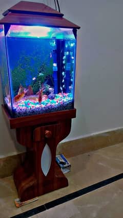 Aquarium Fish set up