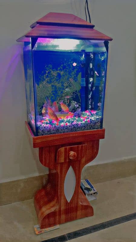 Aquarium Fish set up 1