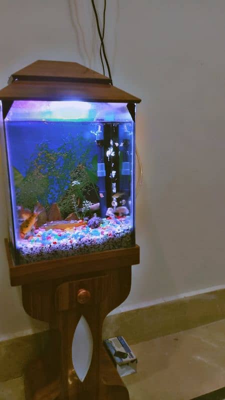 Aquarium Fish set up 3