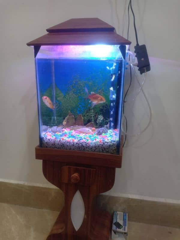 Aquarium Fish set up 6