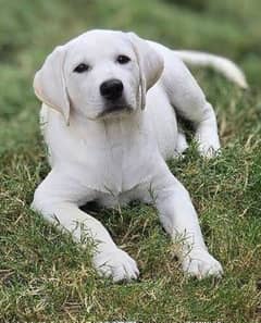 American Labrador retriever