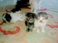 Pure Persian kittens punch face and triple coated