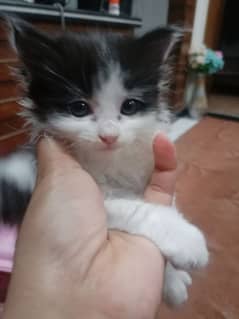 cat baby||kitten ||Persian cat baby||cat for sell