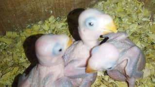 green chicks for sale 1 chick price 5000