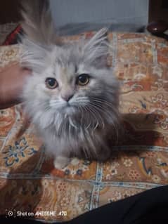 name moni Persian cors age 2 months