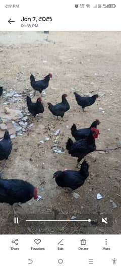 Australorp