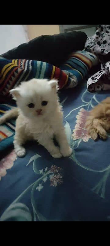 Persian kittens 2