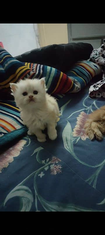 Persian kittens 3