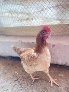 Lohman Brown Hens 8,9 Months And Eggs For Sell