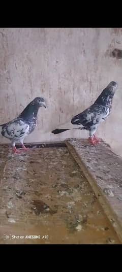 high flying pigeons for sale