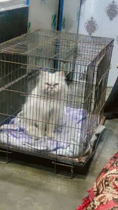 white color pure  persian cat Male