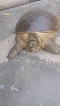 indian flapshell turtle