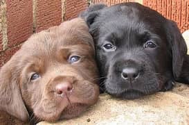 Labrador black and chocolate female pups available