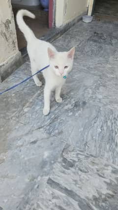 white Persian cat for sale