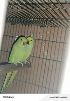 Ringneck Breeder Pair