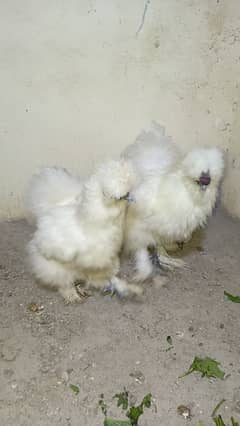 Light sussex blue japanese heera aseel white selkie chicks for sale