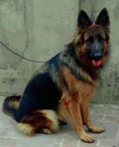 GERMAN SHEPHERD PINK PIDGREE