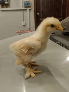 Golden Buff Chicks for sale  1 chick price 500